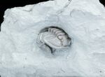 Partially Enrolled Flexicalymene Trilobite From Ohio #30445-1
